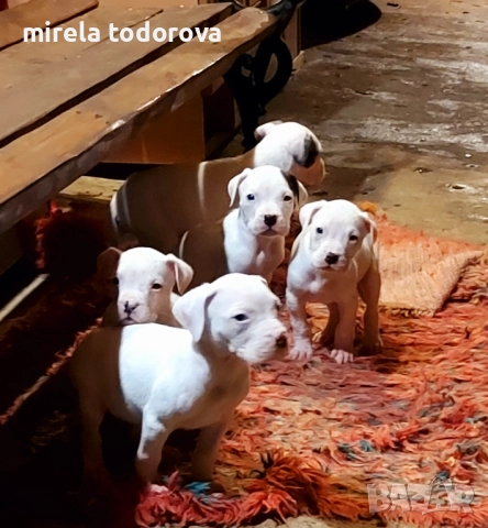 Дого Аржентино , снимка 13 - Дого аржентино - 52413341