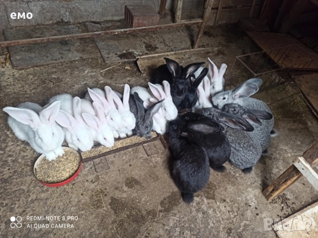 Продавам Зайци , снимка 3 - Други - 51520945