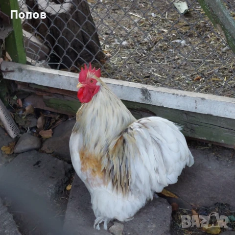 Продавам мини кохин, снимка 4 - други­ - 51324901