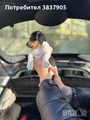Джак Ръсел териер , снимка 7 - Джак ръсел териер - 52755533