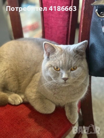 Късокосмест британец за разплод, снимка 16 - Британска късокосместа - 52215816