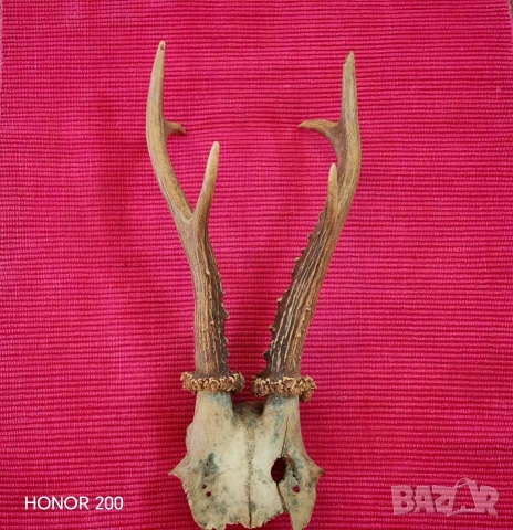 Ловен трофей от сръндак. 