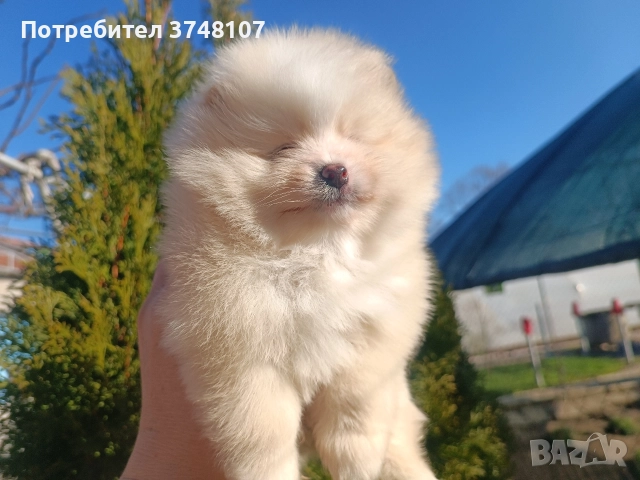 Померан/Померани, снимка 6 - Померан - 52920016