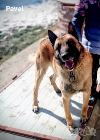 Белгийски овчарки малиноа, снимка 4 - Белгийска овчарка - 52665129