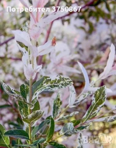 🌿🩷🌱 Японска пъстролистна върба - salix integra hakuro nishiki, снимка 4 - Градински цветя и растения - 54119208