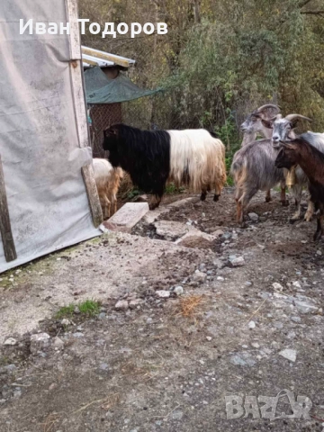 Продавам Десет Кози и Един Козел(Пръч), снимка 4 - Кози - 52583525