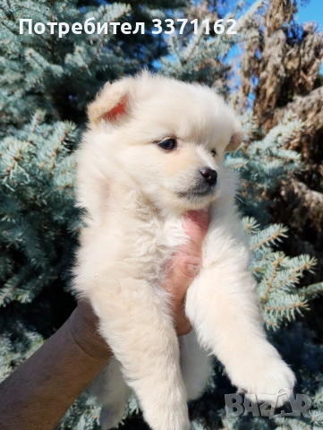 Померан , снимка 4 - Померан - 54151359