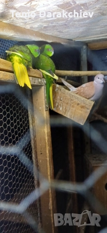 свобадни, снимка 7 - Папагали - 52853845