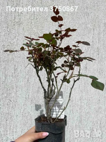 РОЗА 🌹 BOTERO® Meiafone 🌹, снимка 6 - Градински цветя и растения - 49671839