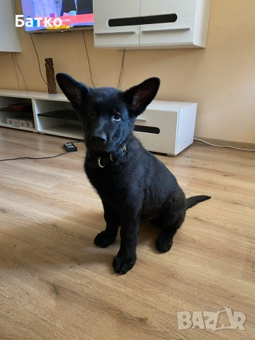 Източно Европейска овчарка, снимка 7 - Немска овчарка - 54163639