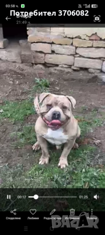 Продавам Були покет на година и четири месеца не е агресивен , снимка 6 - Питбул - 52862438