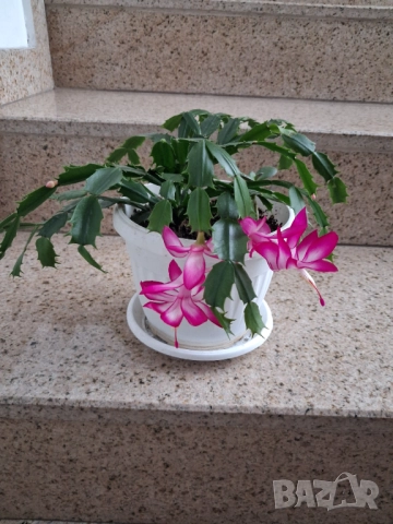 Стайни цветя - Коледничета, снимка 2 - Стайни растения - 52315263