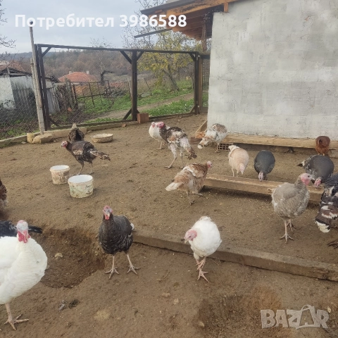 Пуйки,Пуяци.Фитки., снимка 6 - Кокошки и пуйки - 52718854