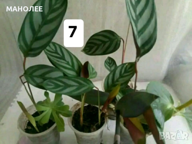 15 вида цветя и растения, снимка 8 - Градински цветя и растения - 51604084