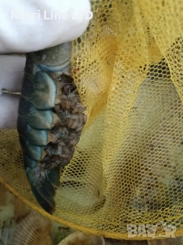 Австралийски син рак 