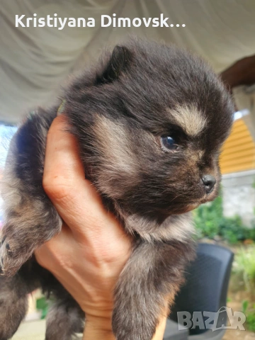 Продавам померан , снимка 3 - Померан - 54177752