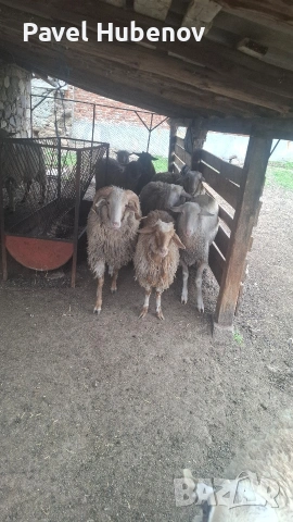 Шилета-кочове