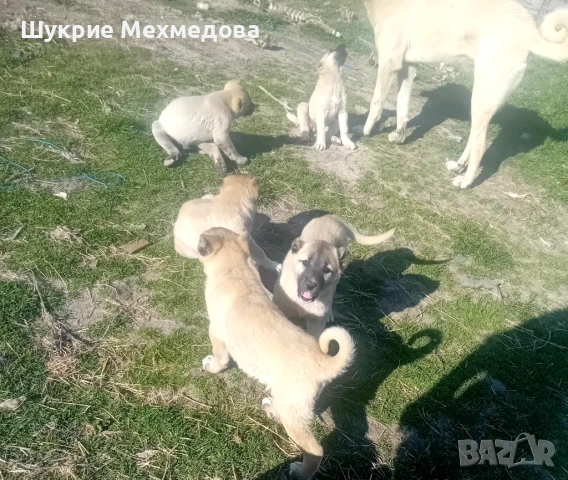 Малки кангали, снимка 2 - Кангал - 53829825