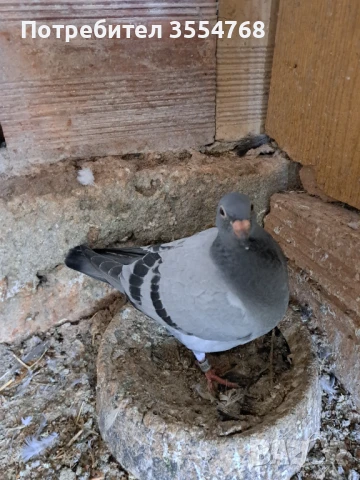 Продавам спортни гълъби , снимка 5 - Гълъби - 50497845