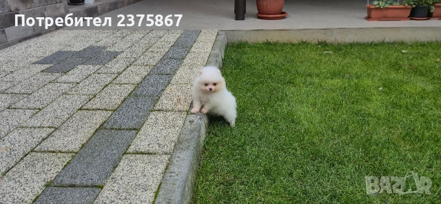 женско померанче,померан, снимка 2 - Померан - 53102173