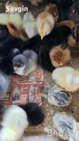 пилета, снимка 4 - други­ - 53641059