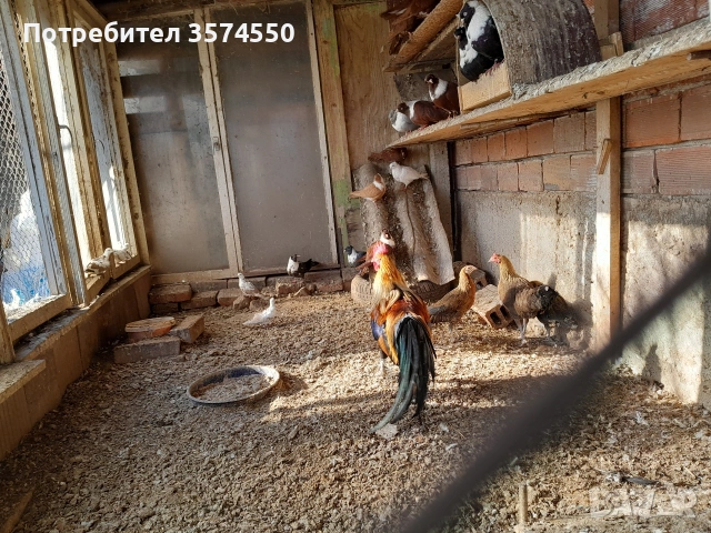 Продавам Феникс , снимка 9 - други­ - 53191179