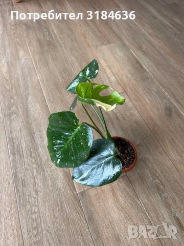 Monstera thai constellation., снимка 3 - Стайни растения - 53663744