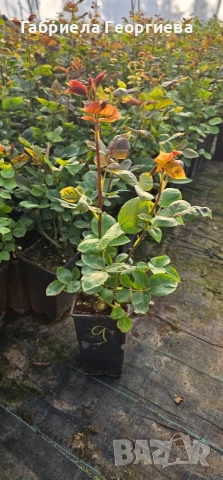 Храстовидни и влачещи рози , снимка 4 - Градински цветя и растения - 54233250