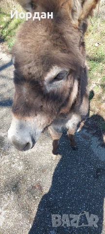 Продавам мъжко магаре 