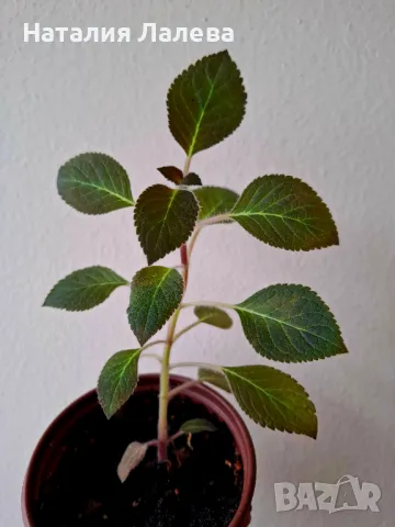 Колерия, kohleria multiflora, снимка 1 - Стайни растения - 48782865