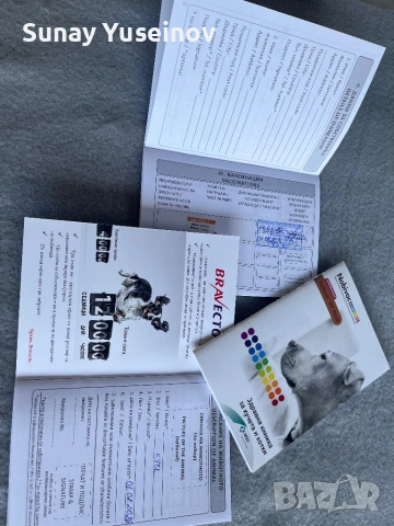 Френски булдочета (флъфи ген), снимка 10 - Френски булдог - 54108361