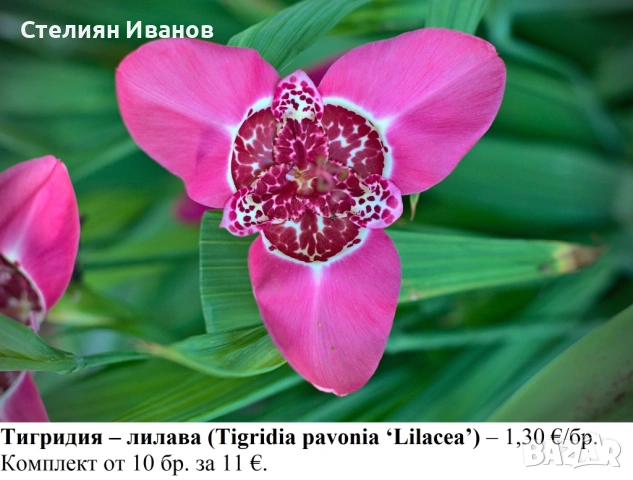 Тигридия – лилава (Tigridia pavonia ‘Lilacea’) - луковици