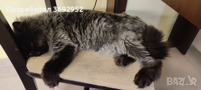 Подарявам персийски котарак, снимка 4 - Персийска - 53931885