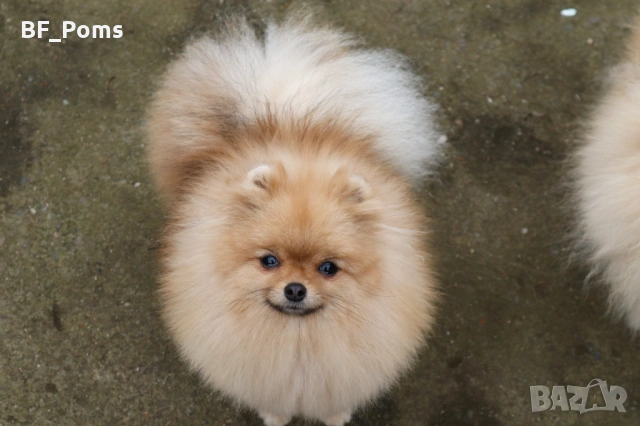 Миниатюрно момиченце померан с родословие FCI, снимка 3 - Померан - 50219721