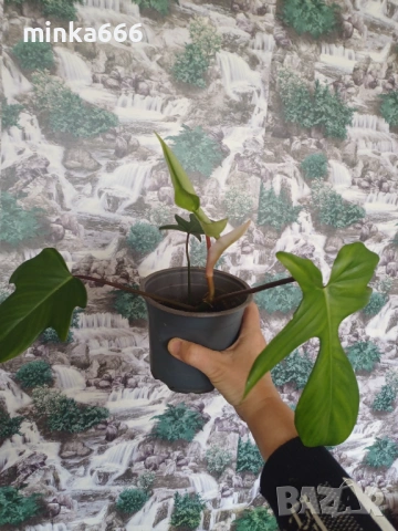 Разкошен филодендрон Флорида, снимка 2 - Стайни растения - 53969828
