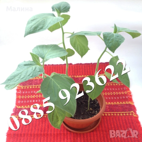 Саксия с Физалис - Биологично и Екологично Отглеждани