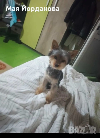 Търси си дама, снимка 3 - Йоркширски териер - 53482967