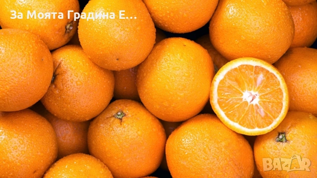 Портокал - Облагороден! , снимка 4 - Градински цветя и растения - 53623132