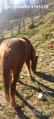 Кон, снимка 4 - Други животни - 53837470