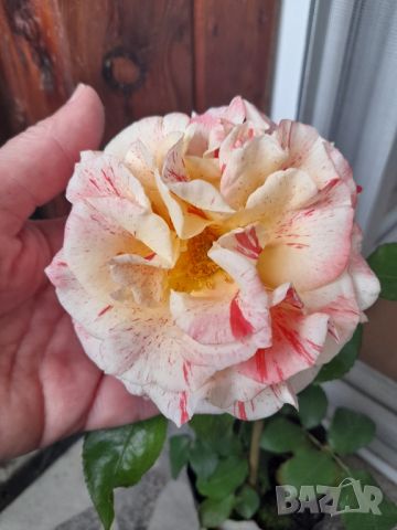 Роза, снимка 5 - Градински цветя и растения - 46066319