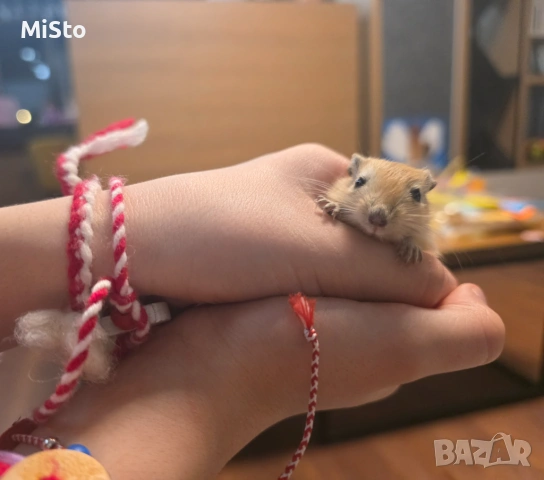 Подарявам джербили (монголска песчанка), снимка 3 - Други - 53850898