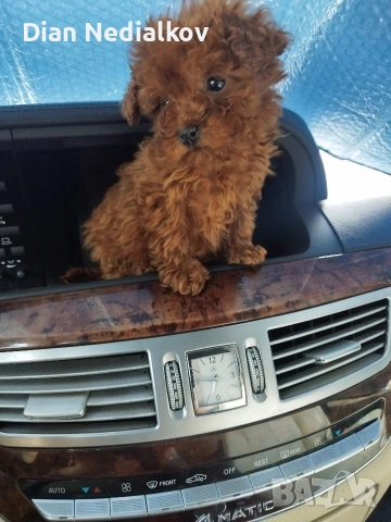 Пудел Tea Cup , снимка 4 - Пудели - 53707333