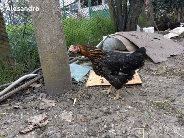 Ярки Супер Харко, снимка 8 - Кокошки и пуйки - 54188284