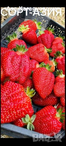 разсад ягоди и малини, снимка 12 - Разсади - 53755752