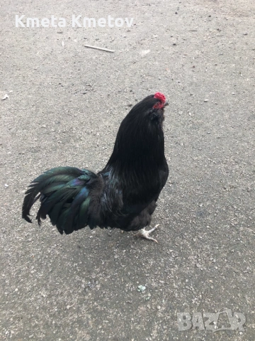 Домашни Петли, Кокошки, 8-18 месеца ., снимка 2 - Кокошки и пуйки - 53897169