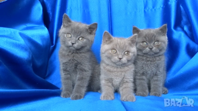 Чистокръвни Британски късокосмести котета, снимка 2 - Британска късокосместа - 53322558