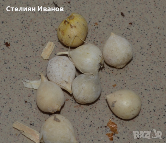 Жълт, златен лук/чесън (Allium moly) - луковици, снимка 2 - Сортови семена и луковици - 52372778