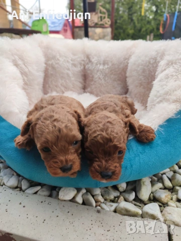 Той пудел/ЗА КАПАРИРАНЕ!, снимка 7 - Пудели - 54213978