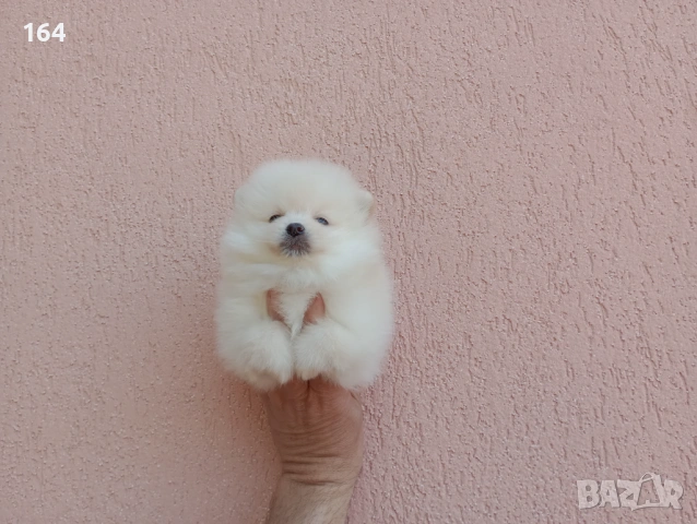 Померани. Реални снимки от 19.04.26 г. , снимка 7 - Померан - 54219294