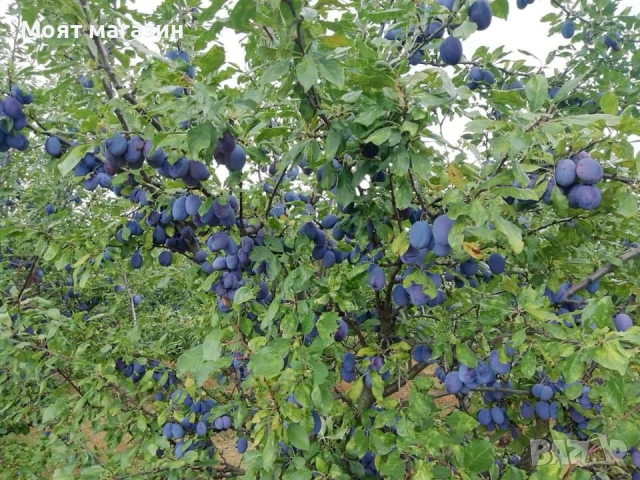 Плодни дръвчета - микс обява, снимка 3 - Градински цветя и растения - 53619194